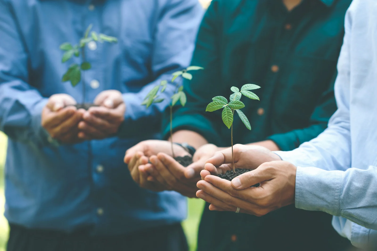 การปลูกต้นไม้ เพิ่มพื้นที่สีเขียว และสร้าง Carbon Neutrality